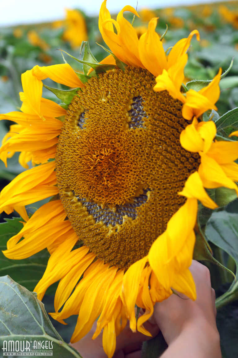 Sweet young Vanessa in pigtails spreading her tight asshole naked among the sunflowers