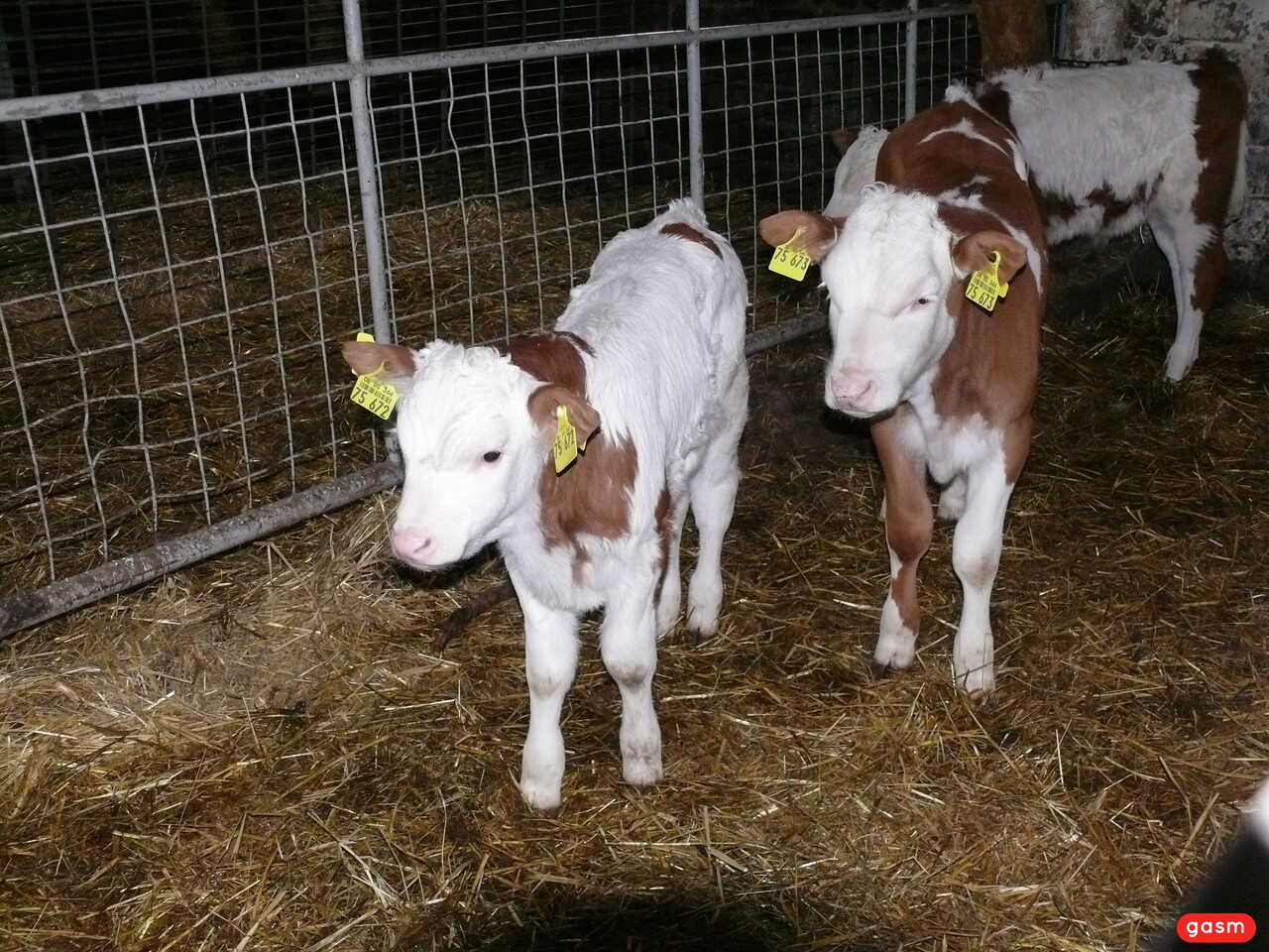 Mrs. Smith loves to give head in the barn for her farm animals - 