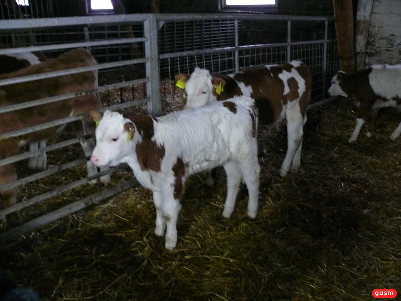Mrs. Smith loves to give head in the barn for her farm animals - 