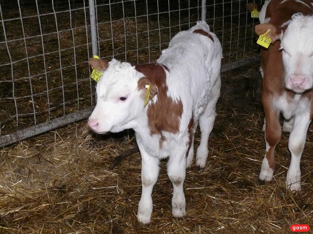 Mrs. Smith loves to give head in the barn for her farm animals - 