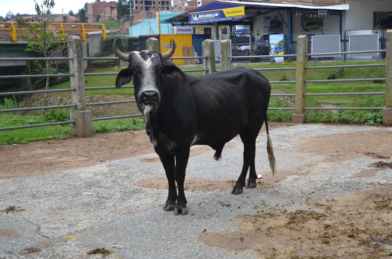 Удивительная Дженнифер Рохас Позирует С Её Красивой Попкой На Улице