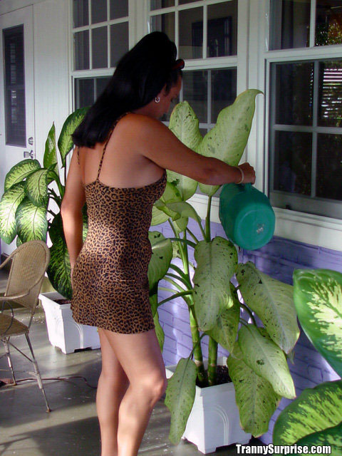 Große Titten Lateinamerikanische Transen-Ariana Bläst Schwanz Wie Ein Profi Und Breitet Aus