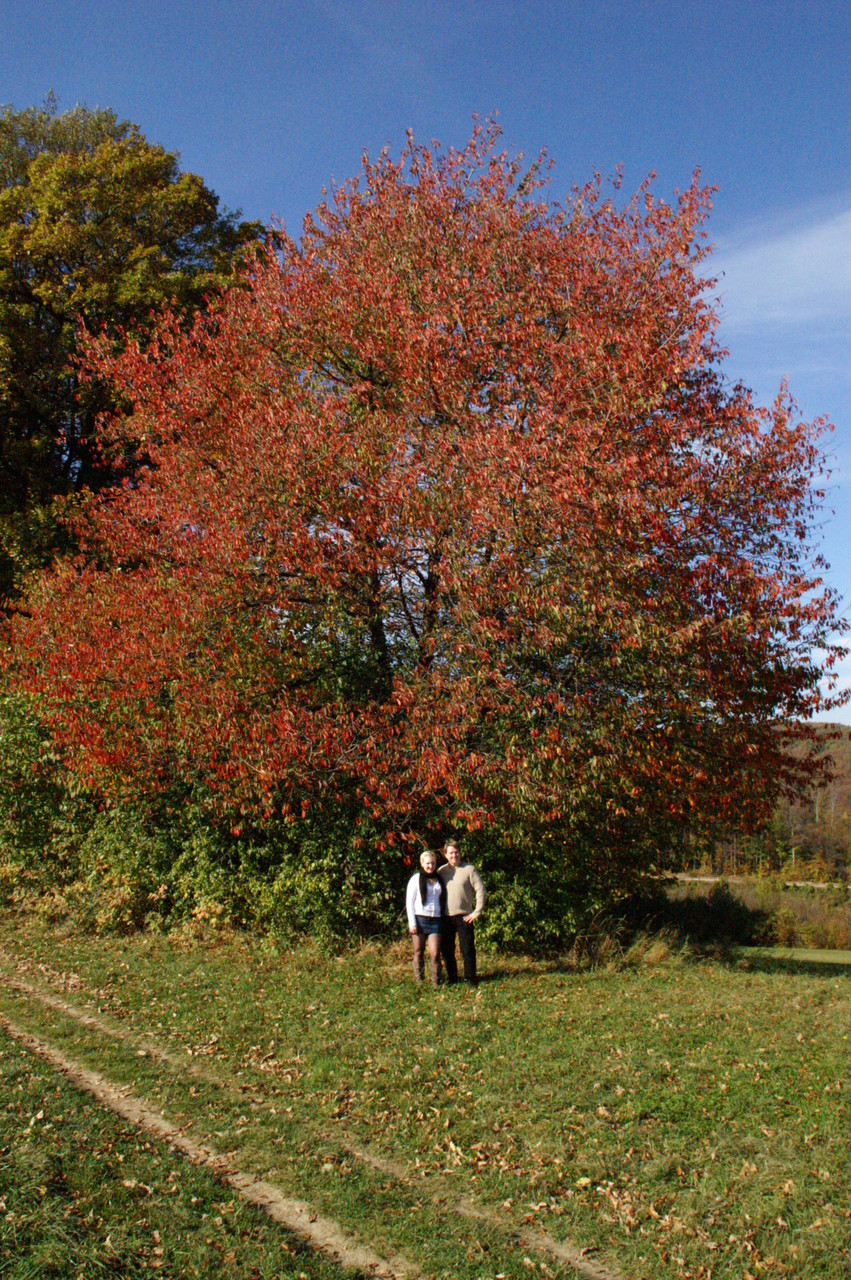 Europeia Amadora Gordinha Boquete E Montaria Cowgirl Na Casa Na Árvore