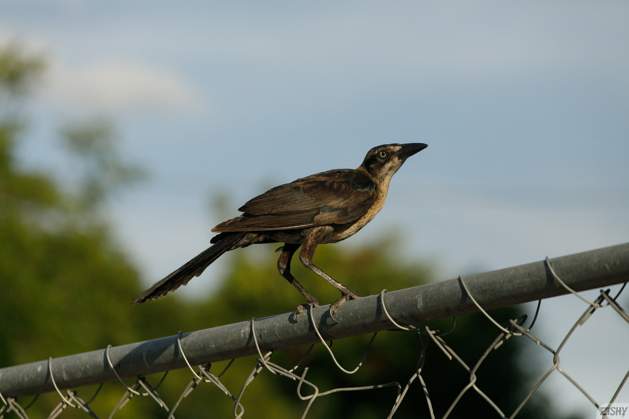 एमेच्यूर सुंदरी कैरी बार्बर मोटे शरीर से छेड़ती है और बड़े स्तन दिखाती है